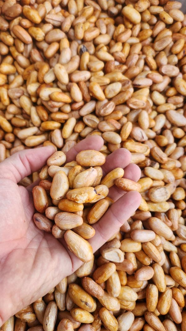 Cacao beans right after forest harvest