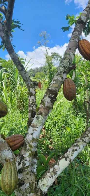 Cacao Nacional pods ripening on the tree, Zamora Chinchipe highlands