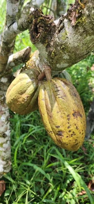 Cacao Nacional trees under the shade of the Amazon forest canopy