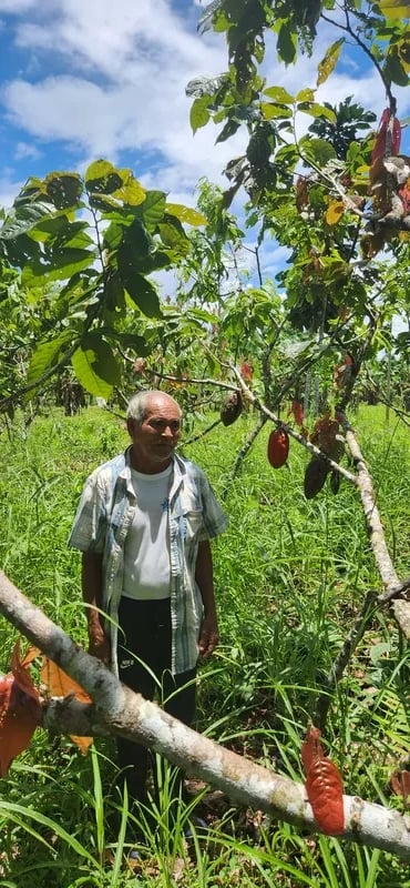 Endemic Cacao Nacional growing in symbiosis with the forest