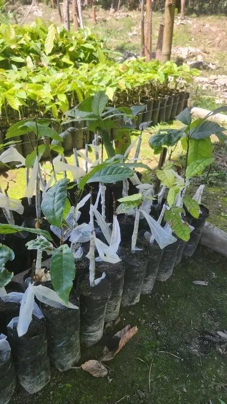 Cacao Nacional nursery - young plants for highland plots