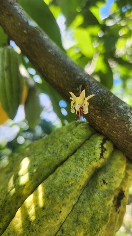 Cacao Nacional in the agroforestry system of the Amazon highlands